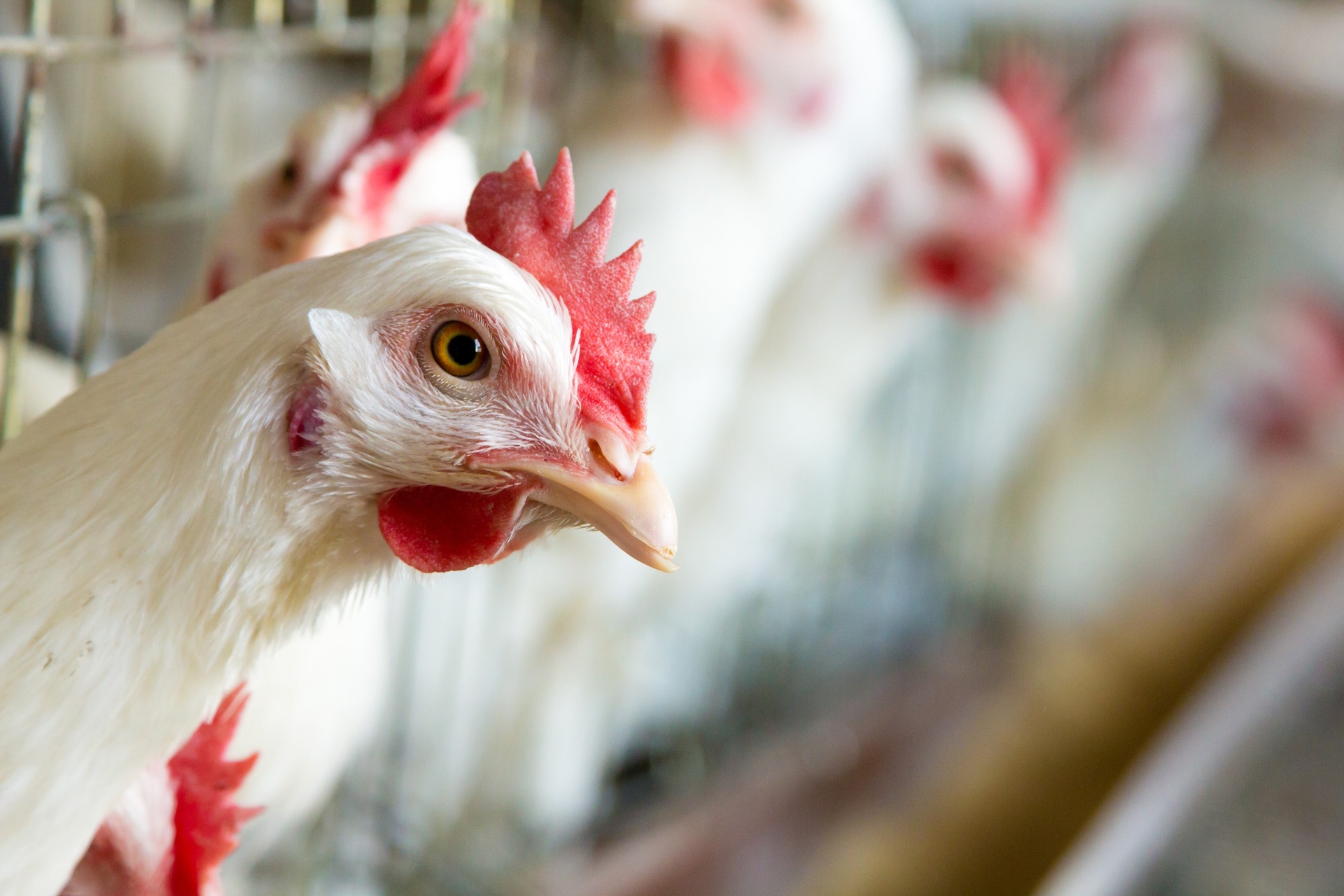 Aves saudáveis em ambiente controlado