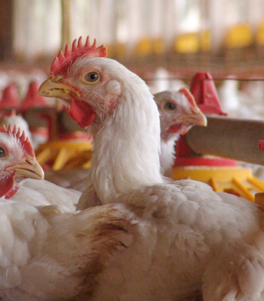 Suplementação de aves