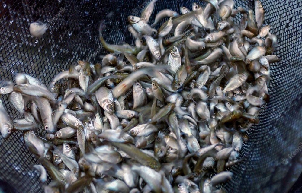 Suplementação de peixes avelinos