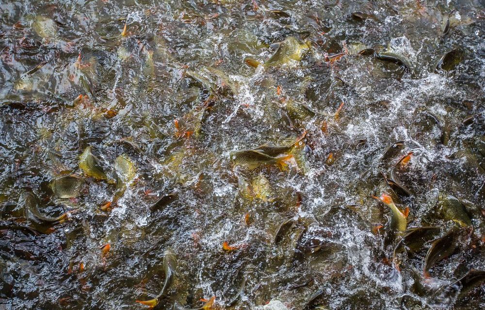 Suplementação de peixes avelinos